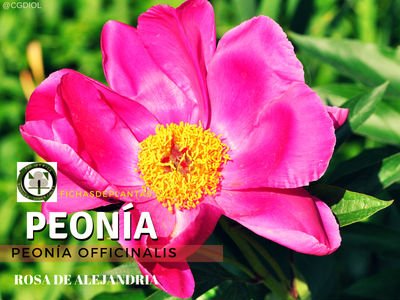 Paeonia officinalis, Rosa de Alejandría