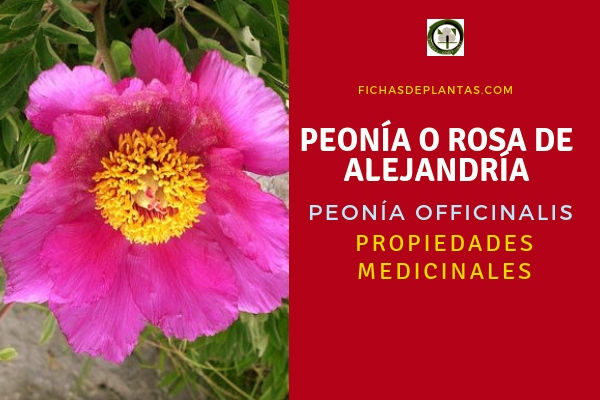 Peonía Propiedades Medicinales