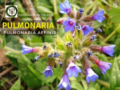Pulmonaria affinis, Pulmonaria