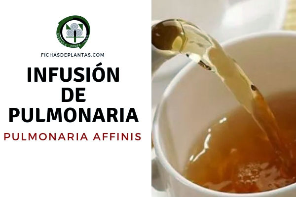 Pulmonaria Infusión