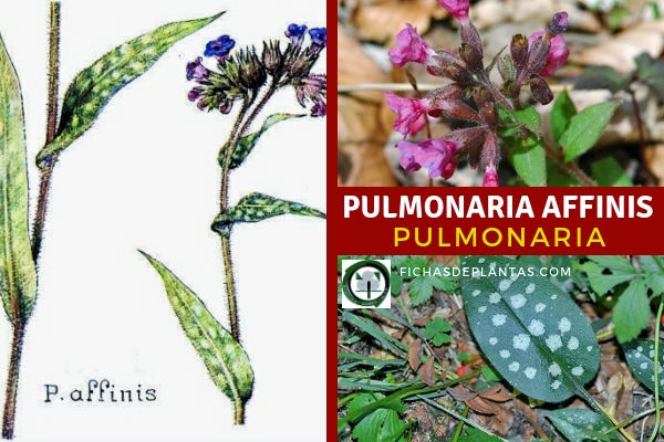 Pulmonaria Planta
