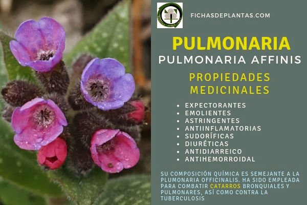 Pulmonaria Propiedades 