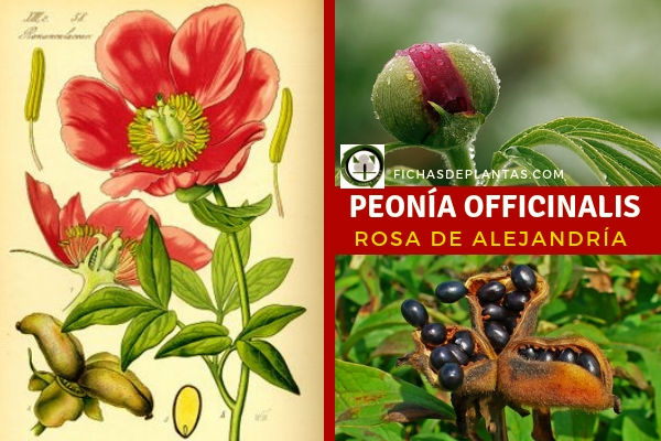 Rosa de Alejandría Planta Ranunculáceas