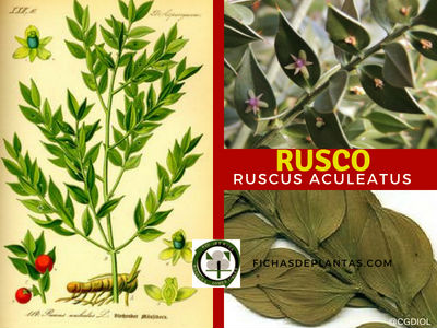 Rusco Planta Medicinal