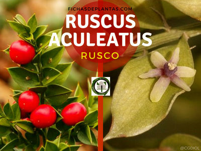 Ruscus aculeatus, Rusco