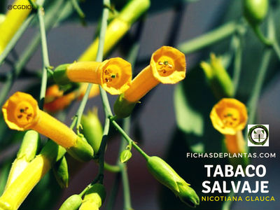 Flores del Tabaco Salvaje o Tabaco Moruno