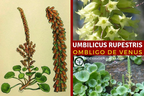 Umbilicus rupestris, Ombliguera