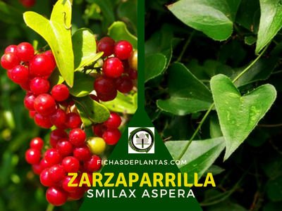 Zarzaparrilla Planta Medicinal