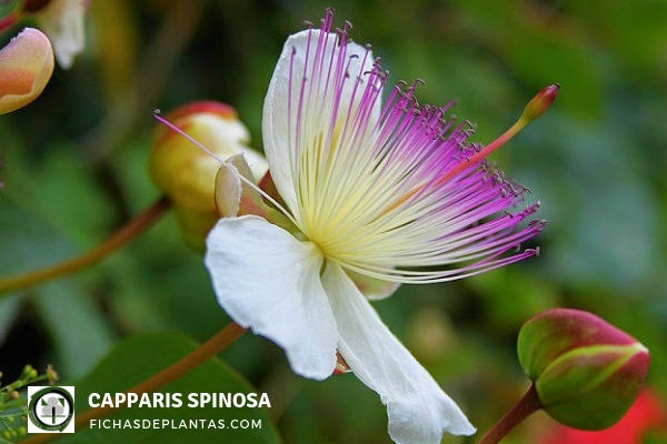 Flor de la Alcaparra