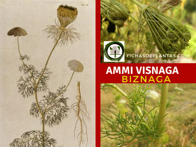 Ammi visnaga, Biznaga