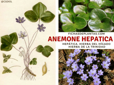 Anemone hepatica, Hepática Hierba medicinal