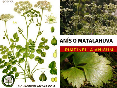 Anís Planta Medicinal