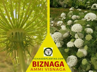 Biznaga, Planta Medicinal
