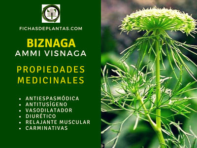 Biznaga, Propiedades Medicinales