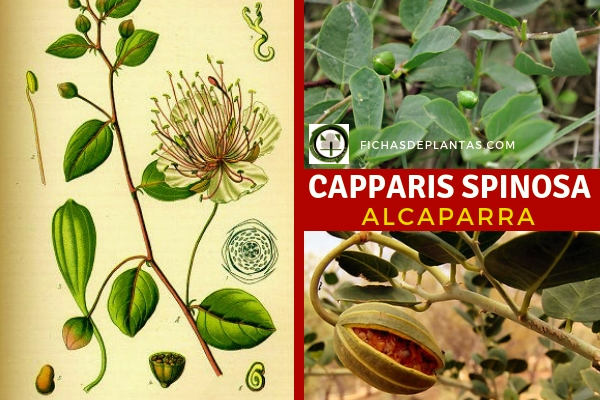 Capparis spinosa