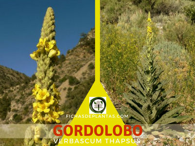 Gordolobo, Planta Medicinal