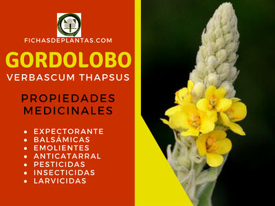 Gordolobo Propiedades Medicinales