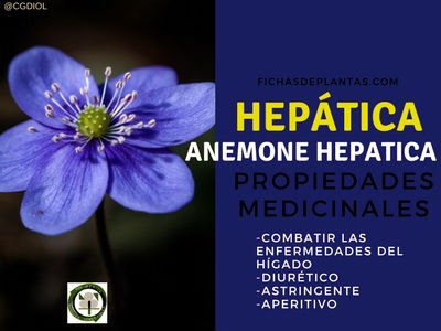 Hepática Propiedades Medicinales