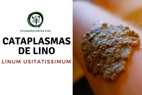 Cataplasma de Lino
