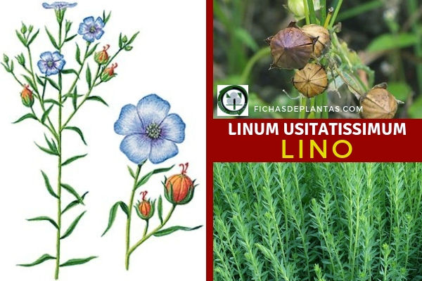 Linum usitatissimum, Lino