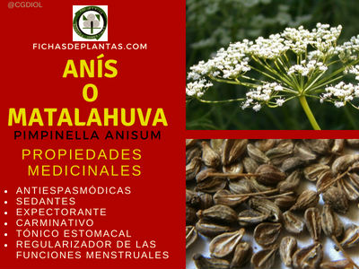 Matalahuva o Anís Propiedades Medicinales