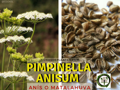 Pimpinella anisum, Anís o Matalahuva