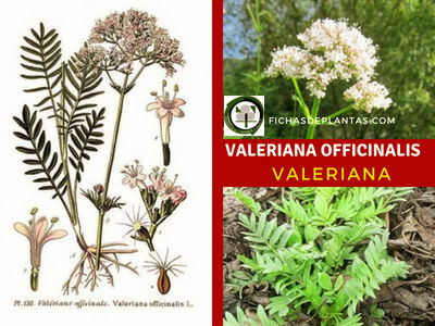Valeriana officinalis, Valeriana