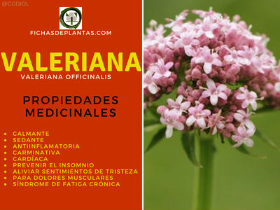 Valeriana Propiedades Medicinales