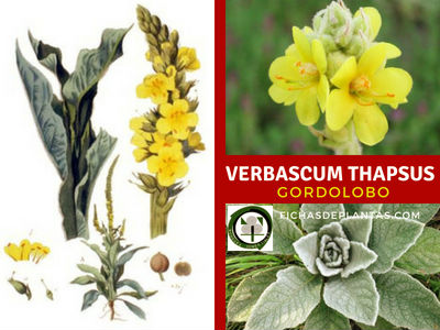 Verbascum thapsus, Gordolobo