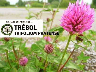 Trébol Hierba