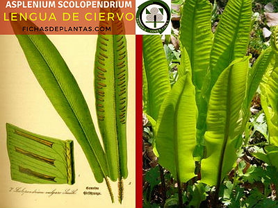Asplenium scolopendrium