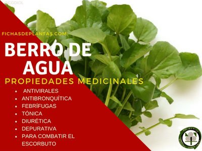 Berro de Agua Propiedades Medicinales