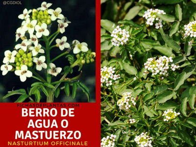 Berro de Agua Planta de la familia Cruciferas