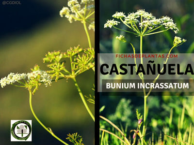 Castañuela Planta de la Familia Umbelíferas