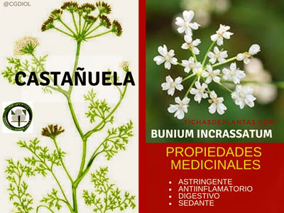 Castañuela Propiedades Medicinales