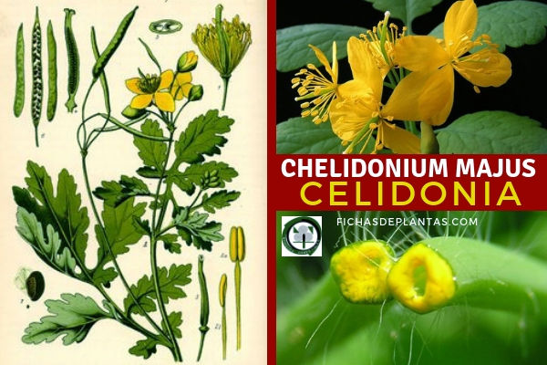 Chelidonium majus, Celidonia