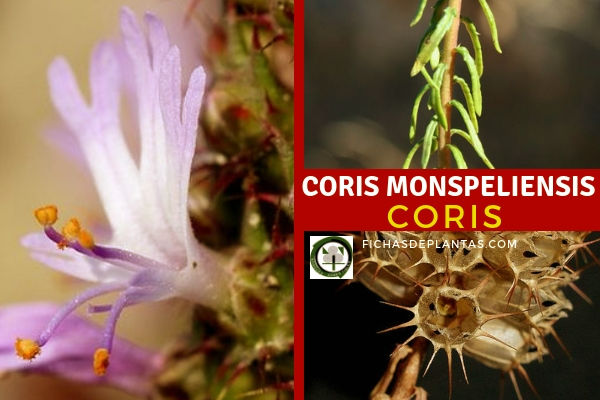Coris monspeliensis, Coris