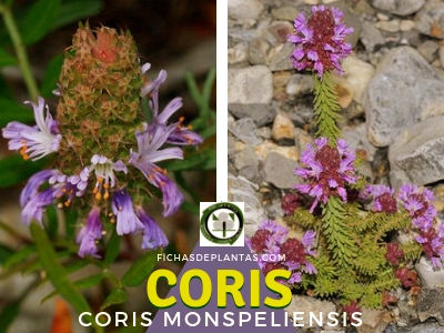 Coris Planta Medicinal