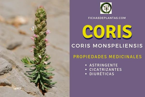 Coris monspeliensis, Propiedades