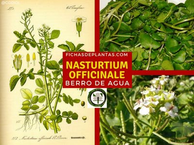 Nasturtium officinale, Berro de agua o Mastuerzo