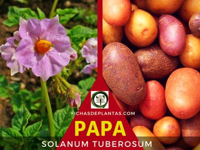 Papa Planta Medicinal