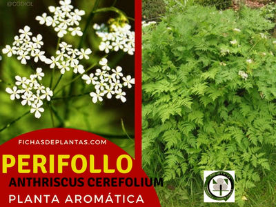 Perifollo Planta Aromática