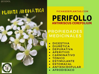 Perifollo Propiedades Medicinales