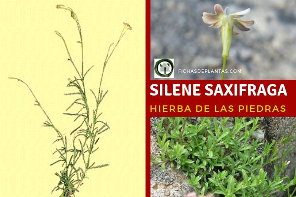 Silene saxifraga, Hierba 