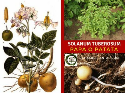 Solanum tuberosum, Papa