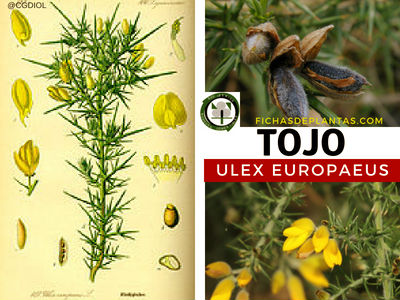 Tojo o Toxo Planta Medicinal