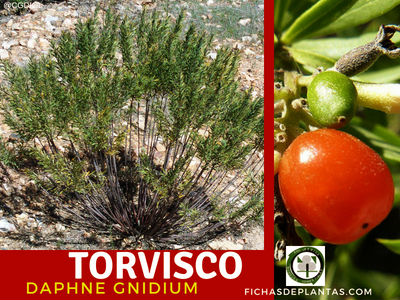 Torvisco Planta Medicinal