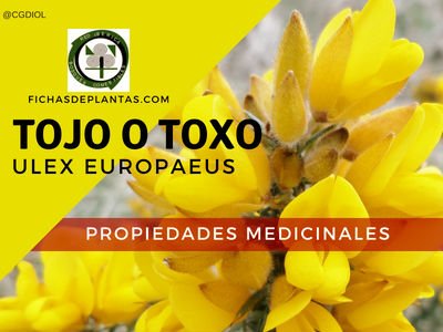 Toxo Propiedades Medicinales