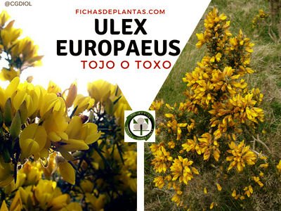 Ulex europaeus, Toxo o Tojo