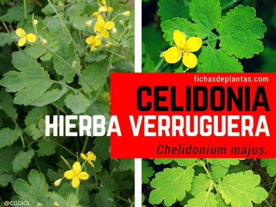 Celedonia o Hierba Verruguera
